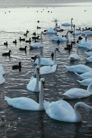 White and black swans on the green surface of the pondの写真素材