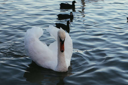 White and black swans on the green surface of the pondの写真素材