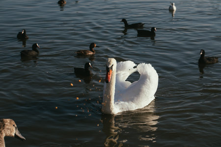 White and black swans on the green surface of the pond