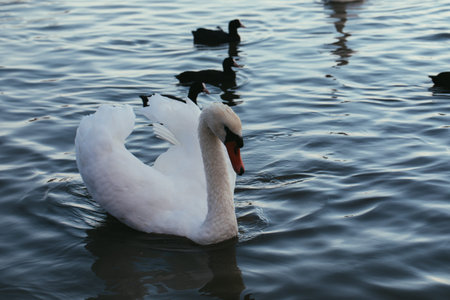 White and black swans on the green surface of the pondの写真素材
