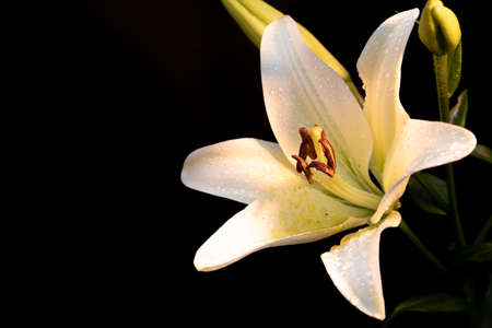 White lily with dew drops on a dark backgroundの写真素材