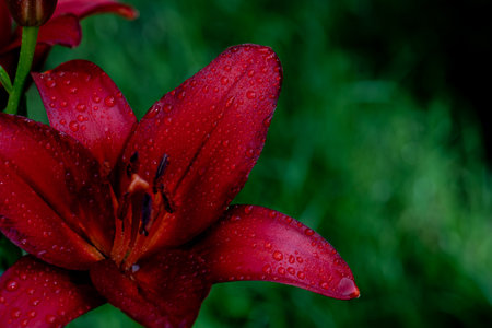 Red lily with dew drops on a dark background.の写真素材