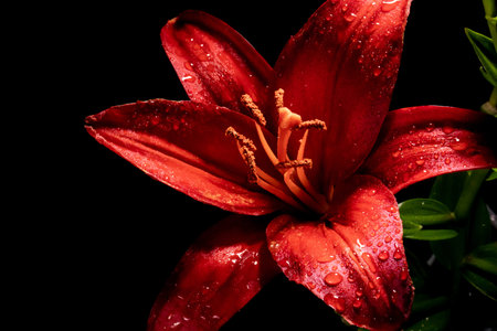 Red lily with dew drops on a dark background.の写真素材