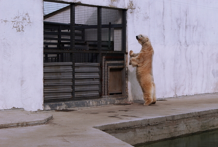 Standing polar bear.の写真素材