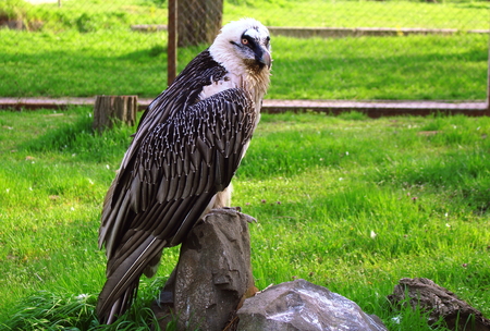 Gypactus barbatusの写真素材