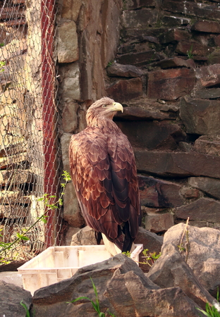 aquila rapaxの写真素材