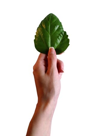 leaf in hendの写真素材