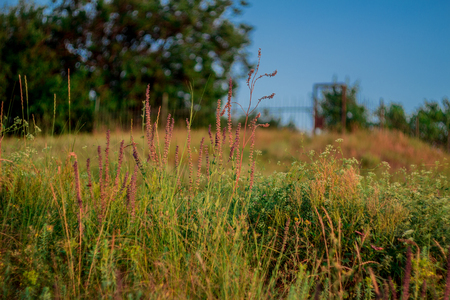 green grassの写真素材