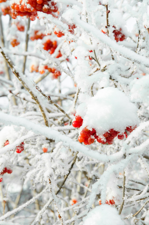 Rowan and rowanberry in winterの写真素材
