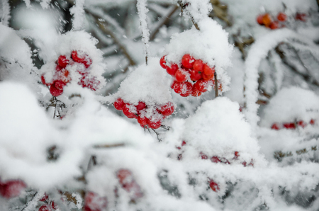 Rowan and rowanberry in winterの写真素材