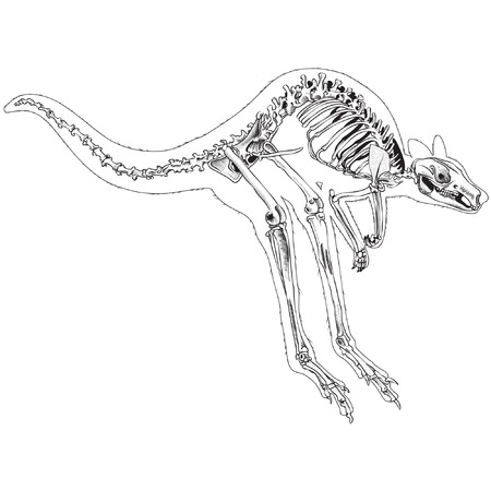 Wallaby's  skeleton in black and whiteのイラスト素材
