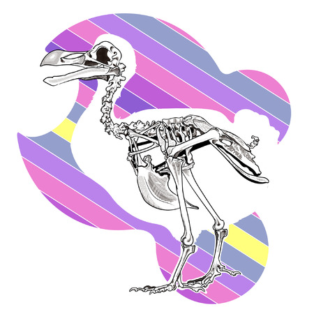 Dront's  skeleton on color backgroundのイラスト素材