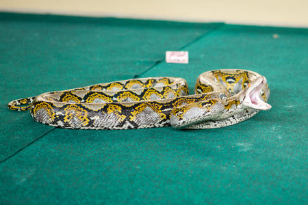 Pattaya, Thailand - January 2017: show snakes by playing with a snake during the
