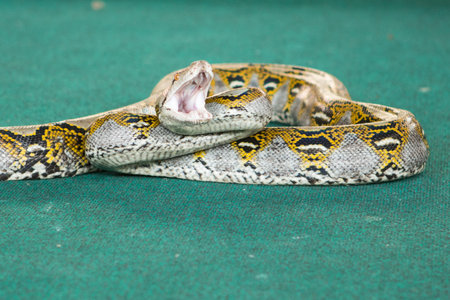 Pattaya, Thailand - January 2017: show snakes by playing with a snake during the