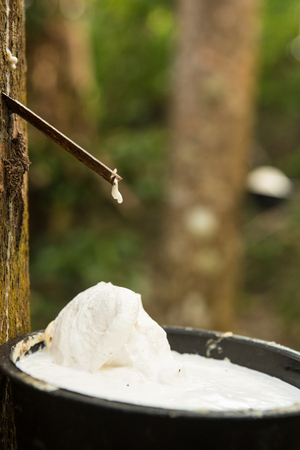 juice of rubber trees to collect for the production of rubberの写真素材