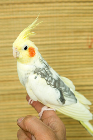 A yellow corella parrot with red cheeks and long feathers
