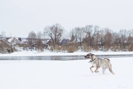 Dog plays in the snow by the river in cloudy dayの写真素材