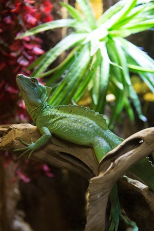 Sleeping dragon - Close-up portrait of a resting orange colored male Green iguana (Iguana iguana).の写真素材