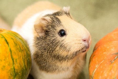 Guinea pig closeupの写真素材