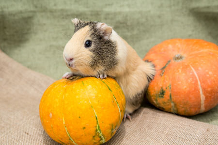 Guinea pig closeupの写真素材