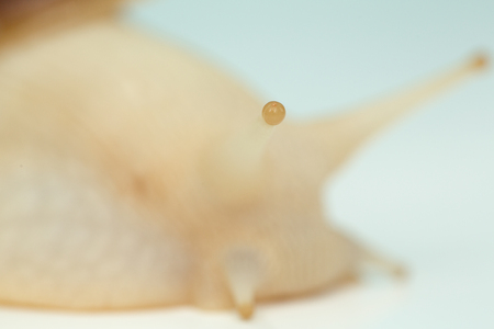 Giant snail Achatina is the largest land molluskの写真素材