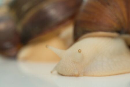 Giant snail Achatina is the largest land molluskの写真素材