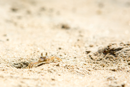 Small crabs on the beach in the sandの写真素材