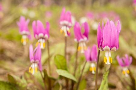 Field. Flower field. The first spring flowersの写真素材