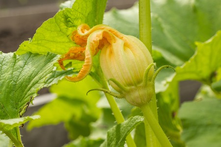 Close up of flowering and growing summer squashes golden zucchinisの写真素材