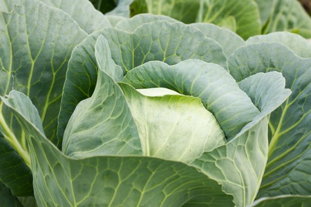 Big cabbage in the garden. Fresh green big cabbage organic vegetables in the farm. Cabbage detail or cabbage background.の写真素材