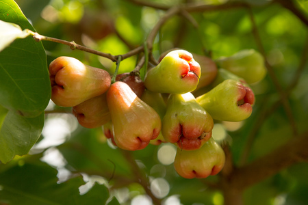 Rose apples or chomphu on tree sing a warm dayの写真素材