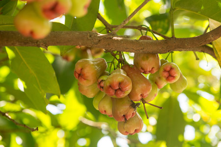 Rose apples or chomphu on tree sing a warm day
