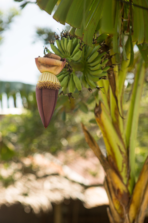 beautiful flower of a banana palm treeの写真素材