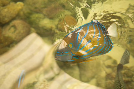 Blue ring angelfish Marine fish.Pomacanthus annularis .Blue ring