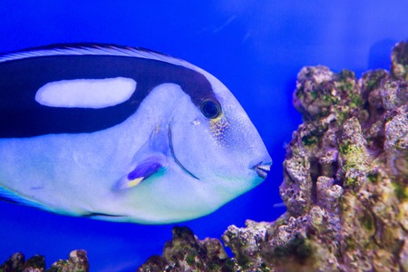 Blue Tang Surgeon Fish Paracanthurus hepatus at the aquarium of Vietnamの写真素材
