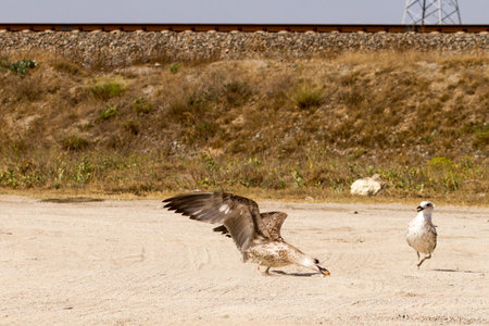 Big Seagull near the beach looking for food,Seagull