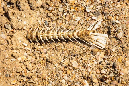 Fish bones on the beach,drought, dead fish