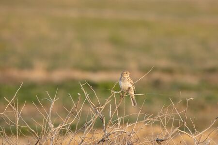 The Calandra lark, the ordinary or the Calandra lark, or gourbi, or calender Melanocorypha calandra - kind of passerine birds of the family Alaudidaeの写真素材