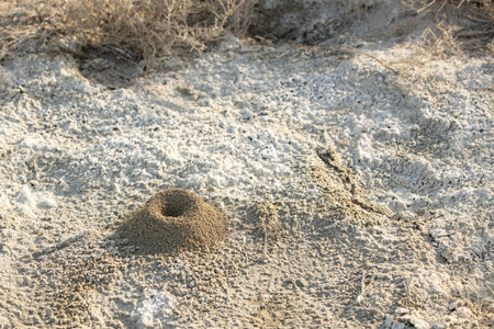 a small anthill on the sand in the desert of sand.