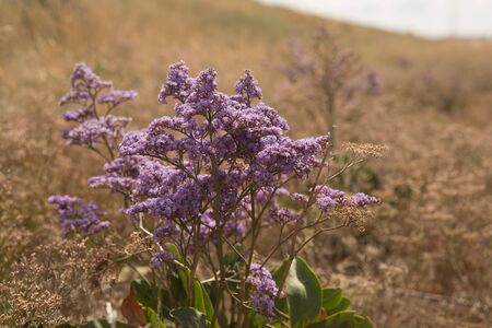 Stem of Limonium vulgare Mill with flowers