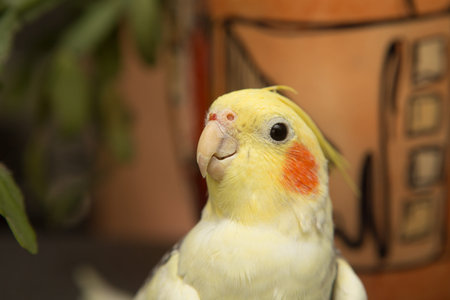 A yellow corella parrot with red cheeks and long feathers