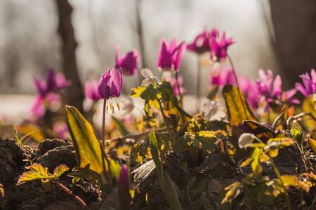 white snowdrops in the early spring in the woodsの写真素材