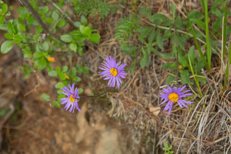 Aster camomile, or Italian is a species of perennial herbaceous plants in the genus Aster of the family Asteraceae, or complex-Colored Asteraceae.の写真素材