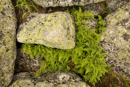 large kurum stones lie in the forest in the mountains, stones covered with moss, against the background of the forest, mountain landscape, high in the mountains ..の写真素材