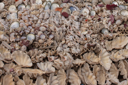 Summer background pattern from seashells. Shell close-up. ocean coast.