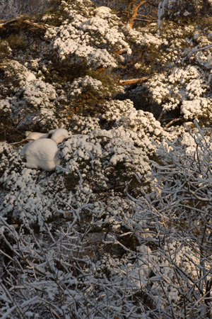 Tasty cupcakes on a white wooden table.の写真素材