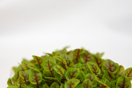 micro-greenery, fresh green grass, vegetable garden on the windowsill, background, textureの写真素材