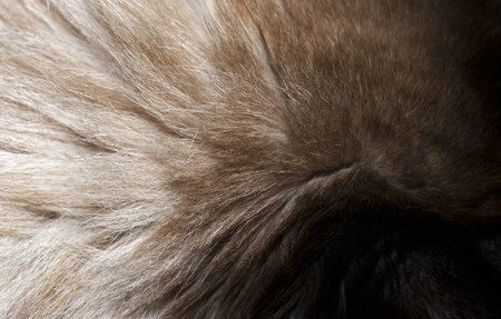 Macro of a fur texture from a cat`s headの写真素材