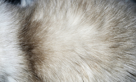 Macro of a fur texture from a cat's torsoの写真素材