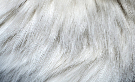 Closeup of a white cat`s fur textureの写真素材